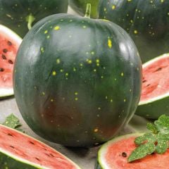 Moon Stars Benekli Karpuz Tohumu (10 Tohum)