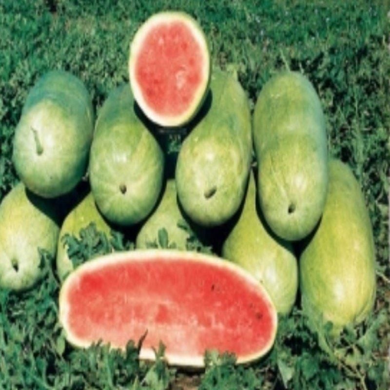 Yassı Yüksek Aromalı Charleston Gray Karpuz Tohumu (5 Tohum)