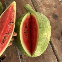 Toros Doğal  Söbü Ampül Karpuz Tohumu (5 Tohum)