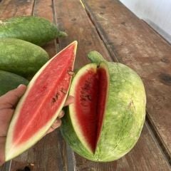 Toros Doğal  Söbü Ampül Karpuz Tohumu (5 Tohum)