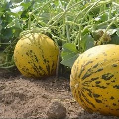 Doğal Akhisar Topan Kavun Tohumu (20 Tohum)