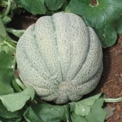 Doğal Damga Kavun Tohumu (20 Tohum)