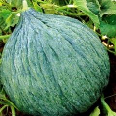 Geleneksel Hasanbey Kavun Tohumu (20 Tohum)