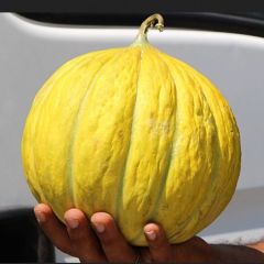 Geleneksel Kokulu On Dilim Kavun Tohumu (20 Tohum)