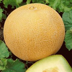 Geleneksel Kokulu Ananas Kavun Tohumu Gali Tipi (20 Tohum)