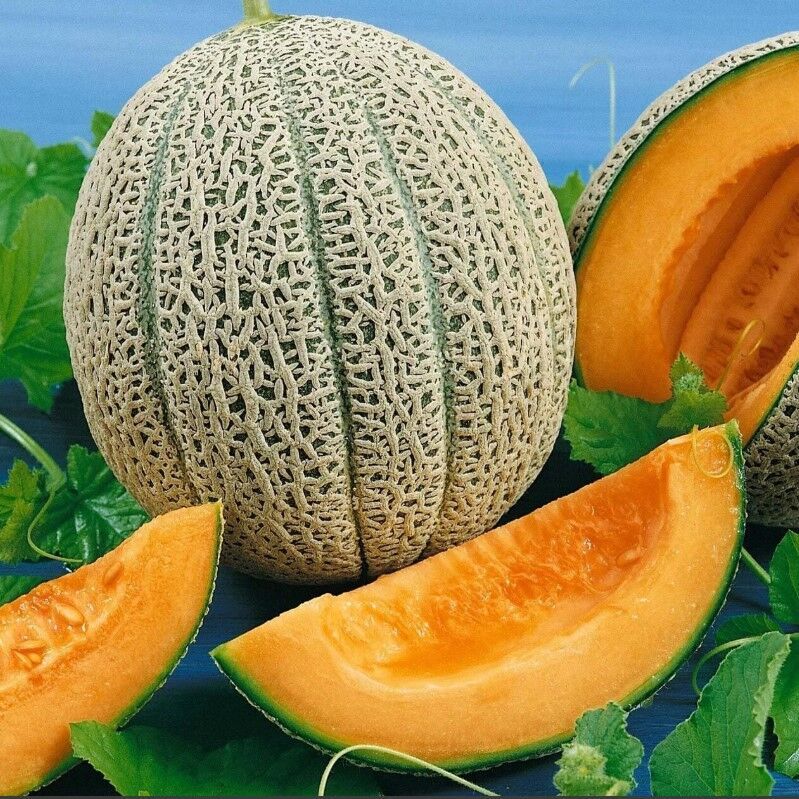 Kokulu Jumbo Kavun Fidesi (5 adet)