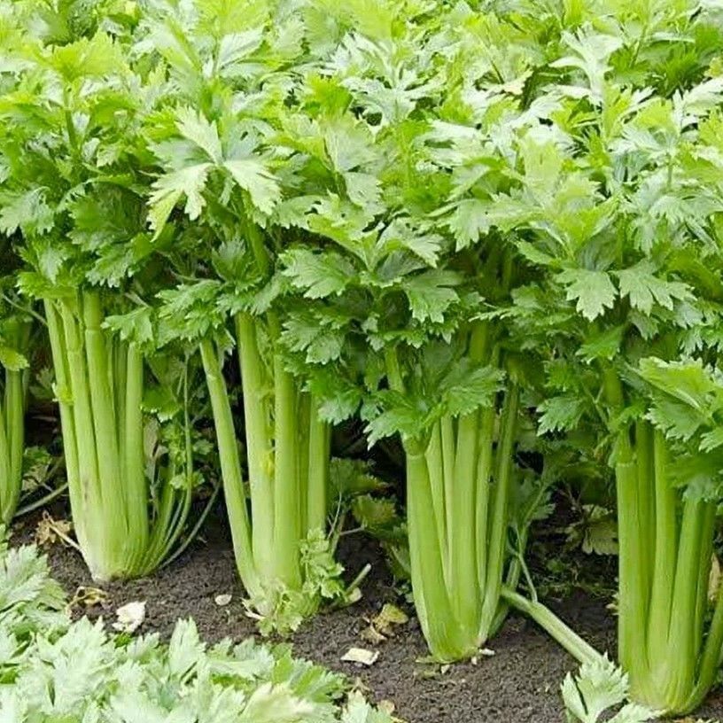 Geleneksel Golden Pascal Kereviz Tohumu (100 Tohum)