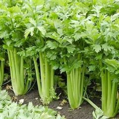 Geleneksel Golden Pascal Kereviz Tohumu (100 Tohum)