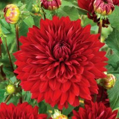 Dev Çiçekli Garden Wonder Dahlia Yıldız Yumrusu (1 adet )