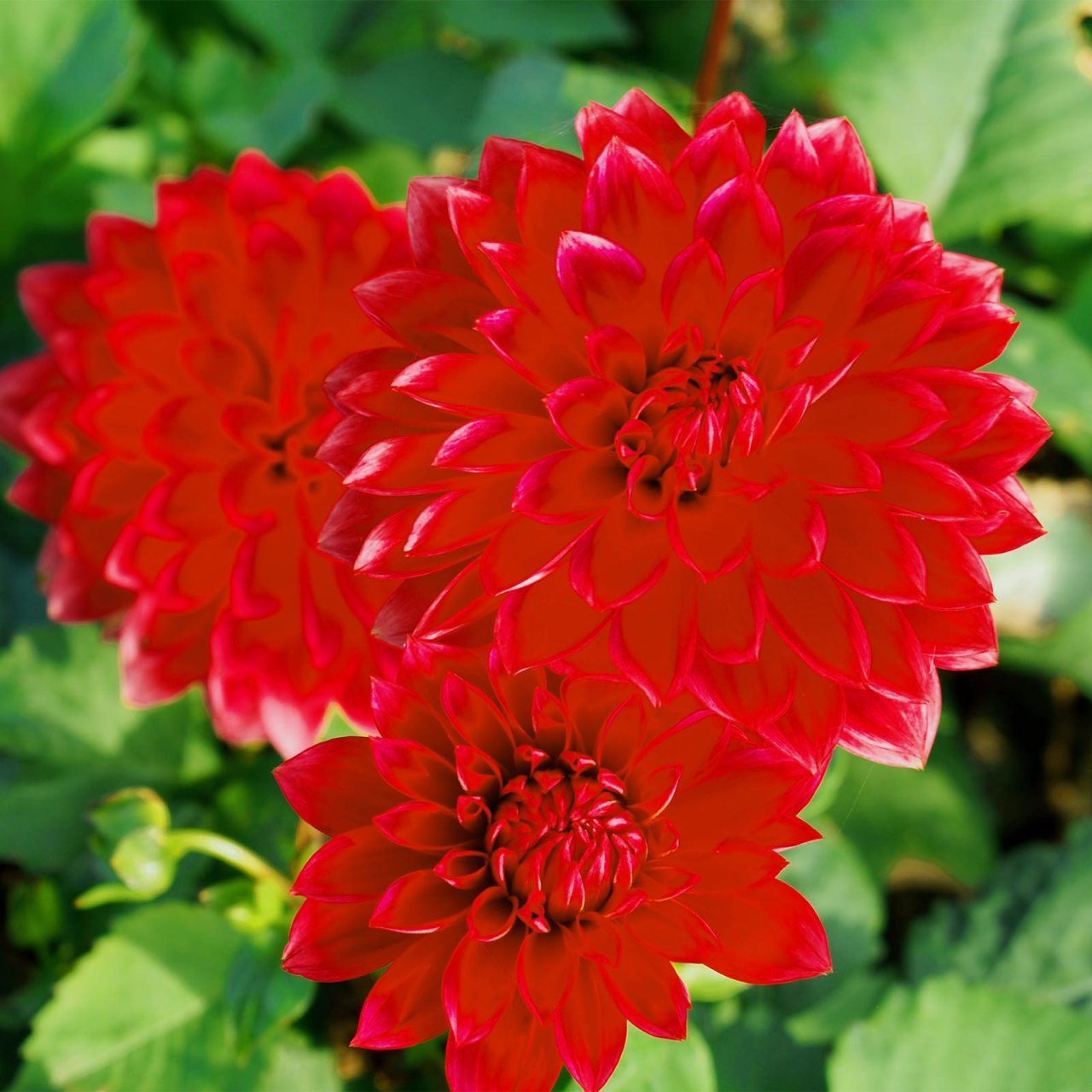 Dev Çiçekli Menorca Dahlia Yıldız Yumrusu (1 adet )