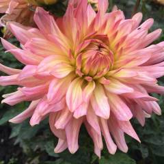 Dev Çiçekli Extase Dahlia Yıldız Yumrusu (1 adet )