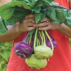 Doğal Geleneksel Mixed Kohlrabi (Alabaş) Tohumu (15 Tohum)