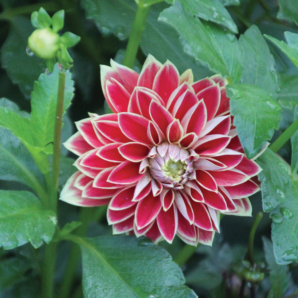 Dev Çiçekli Maxime Dahlia Yıldız Yumrusu (1 adet )