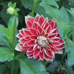 Dev Çiçekli Maxime Dahlia Yıldız Yumrusu (1 adet )