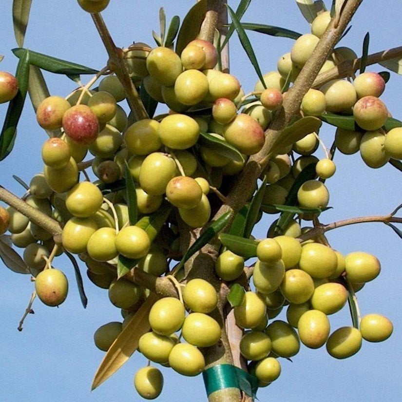 Tüplü Bol Verimli Bodur Arbosana Zeytin Fidanı