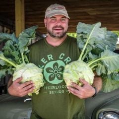 Doğal Geleneksel Giantl Kohlrabi (Alabaş) Tohumu (15 Tohum)