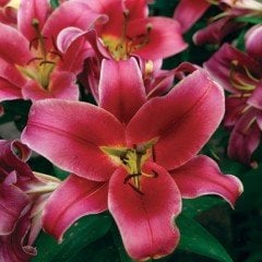 Adelante Mis Kokulu Zambak Çiçeği Soğanı (2 adet)