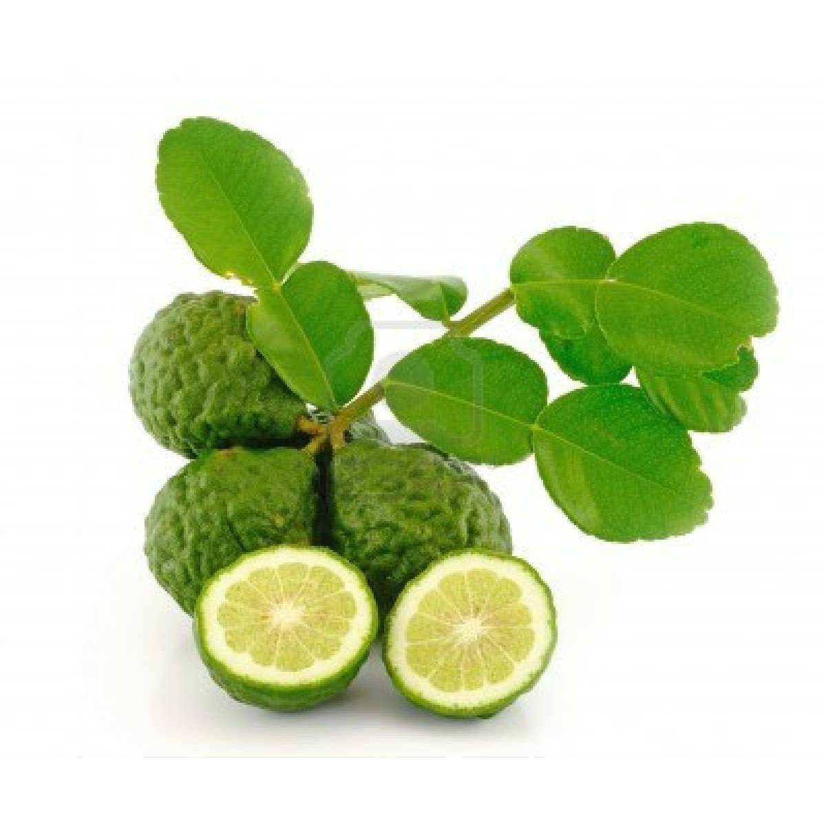 Tüplü Aşılı Nadir Bulunan Çeşit Kaffir Lime Limon Fidanı