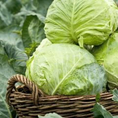 Doğal Sarmalık Dolmalık Yalova Beyaz Lahana Tohumu (100 Tohum)