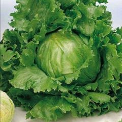 Geleneksel Tohum Geniş Yaprak Great Lakes Marul Tohumu (100 Tohum)