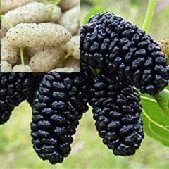 Tüplü Yediveren Avustralya ve Ayaş Beyaz Dut Fidanı (Çift Aşı)
