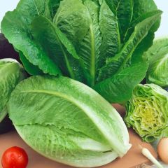 Doğal Tohum Paris İsland Marul Tohumu (100 Tohum)