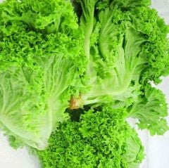 Geleneksel Big Bag Yeşil Kıvırcık Marul Tohumu (100 Tohum)