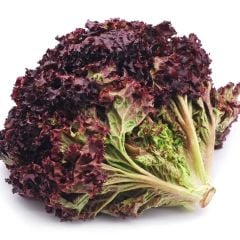 Geleneksel Ruby Red Kırmızı Kıvırcık Marul Tohumu (100 Tohum)