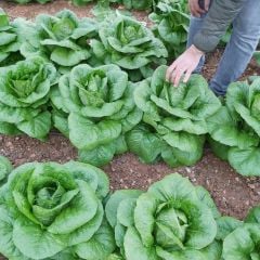 Doğal Soğuğa Dayanıklı Burkule Marul Tohumu (800 Tohum)