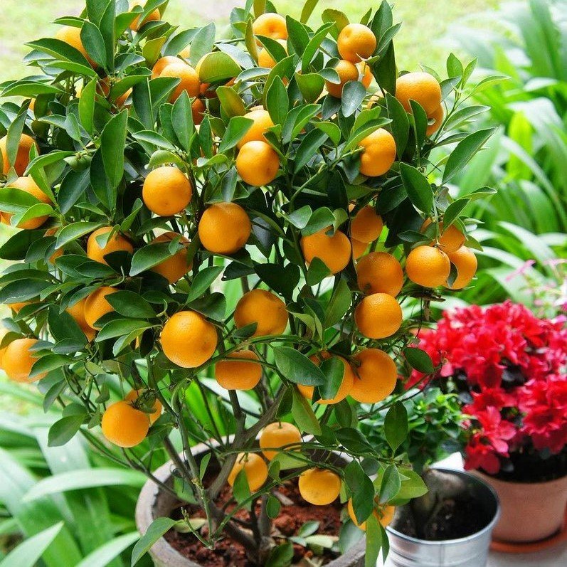 Tüplü Aşılı Üzeri Meyveli Fukushu İri Yuvarlak Kamkat Fidanı (5 Yaş)