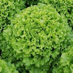Doğal İvanka Yeşil Kıvırcık Marul Tohumu (800 Tohum)