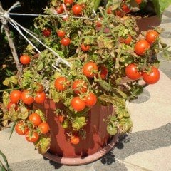 Özel Üretim Saksılık Bodur Çeri Domates Fidesi (10 adet)