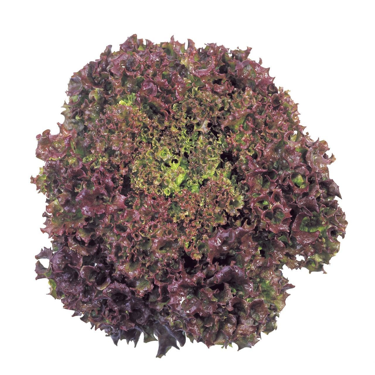 Kırmızı Yapraklı Kıvırcık Lolorosso Marul (1 gram)