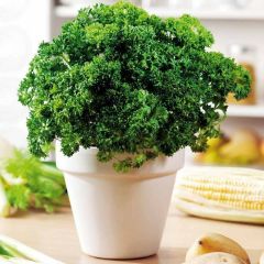 Geleneksel Moss Curled Frenk Maydanozu Tohumu (100 Tohum)