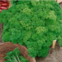 Geleneksel Triple Curled Maydanoz Tohumu (150 Tohum)