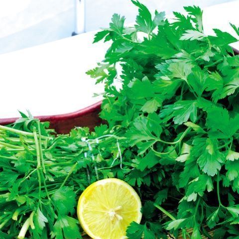 Geleneksek Dev İtalyan Maydanoz Tohumu (100 Tohum)