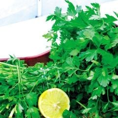 Geleneksek Dev İtalyan Maydanoz Tohumu (100 Tohum)