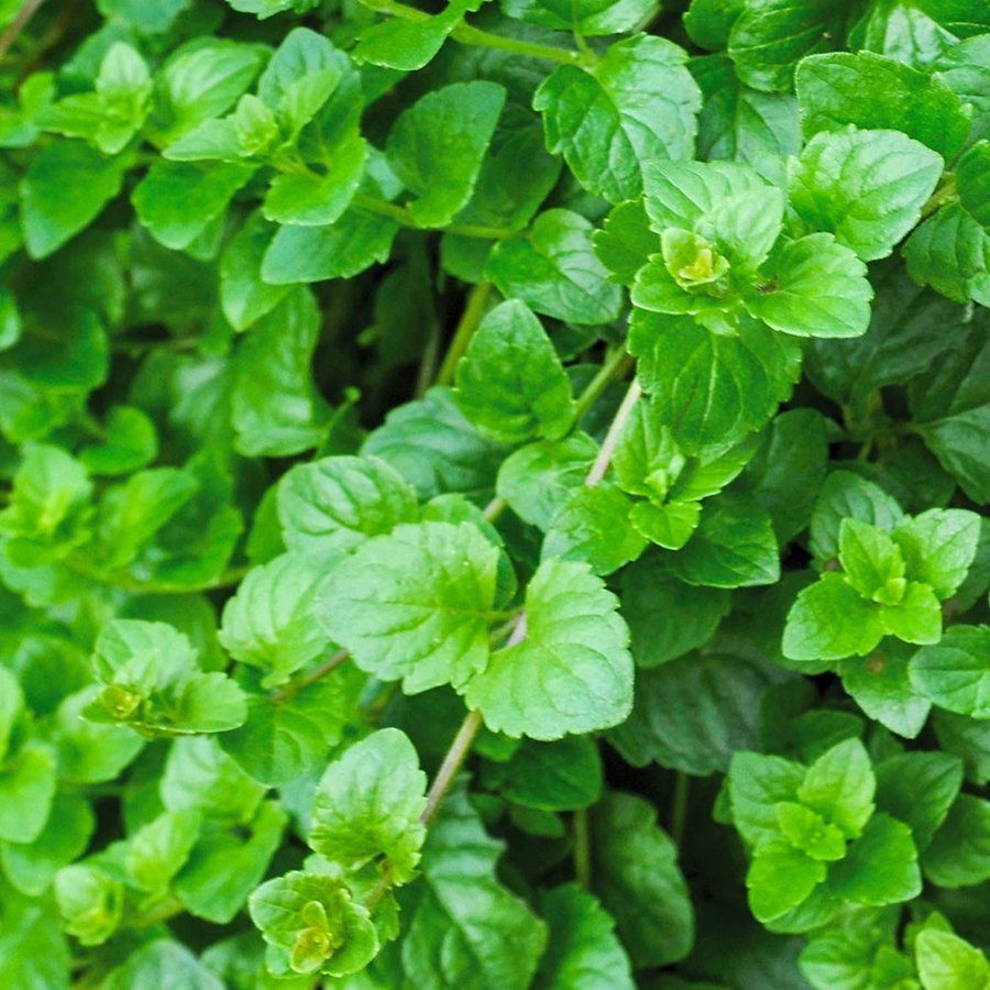 Sarkan Saksılık Satureja douglasii  Nane Fidesi (5 fide)