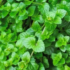 Sarkan Saksılık Satureja douglasii  Nane Fidesi (5 fide)