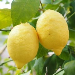 Çok Yaşlı Üzeri Meyveli Yediveren Limon Fidanı Balkon ve İç Mekan İçin İdeal