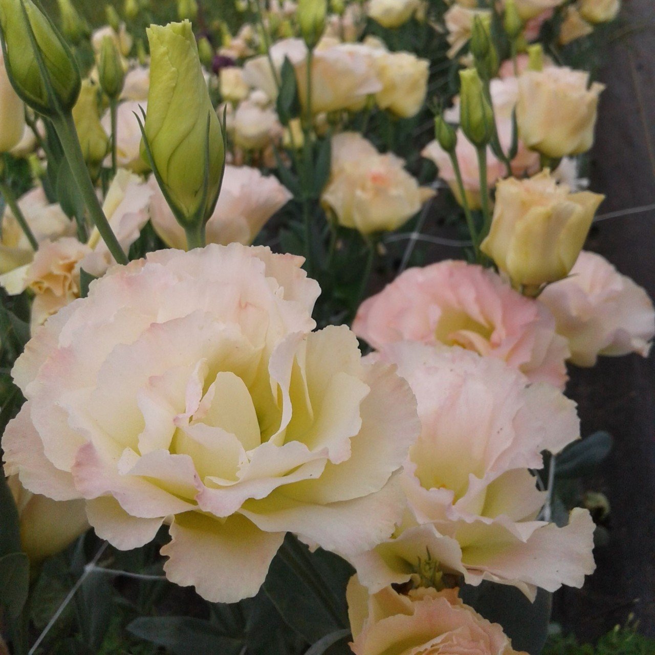 Katmerli Champain Lisianthus Çiçeği Fidesi (5 Adet)