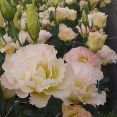 Katmerli Champain Lisianthus Çiçeği Fidesi (5 Adet)