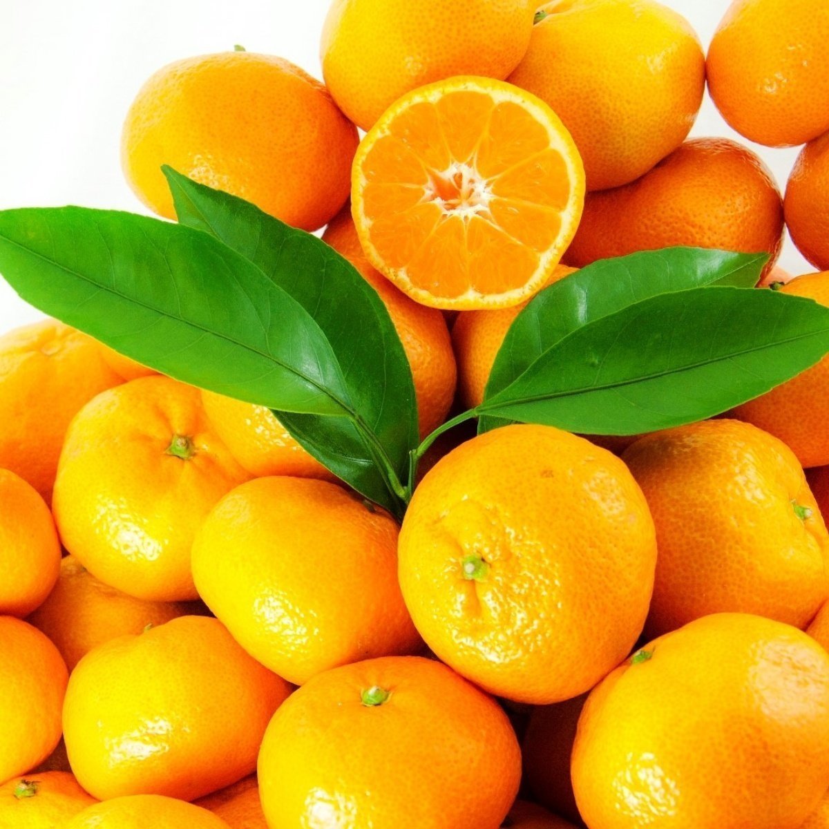 Tüplü Aşılı Aromalı Bol Verimli Miho Wase Mandalina Fidanı