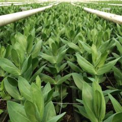 Katmerli Lavanta Tonu Lavander Lisianthus Fidesi (5 Adet)