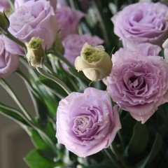 Katmerli Lavanta Tonu Lavander Lisianthus Fidesi (5 Adet)