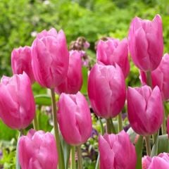 İri Kafa Jumbo Pink Lale Soğanı (4 Soğan) Özel Çeşit