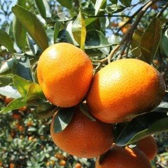 Tüplü Aşılı Yöresel Bol Verimli Bodrum Mandalinası Fidanı