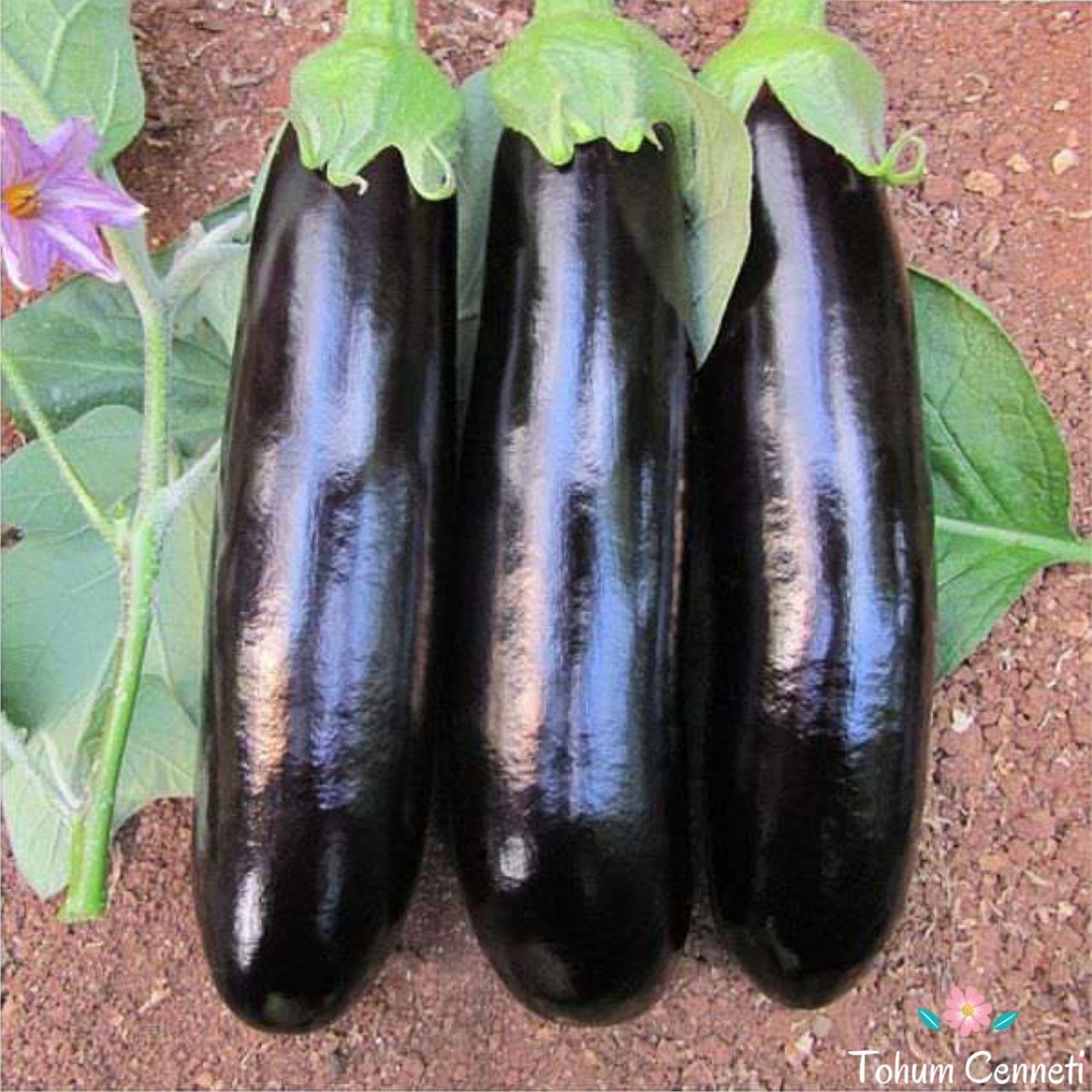 Doğal Kebaplık Mangallık Halep Karası Patlıcan Tohumu (70 Tohum)