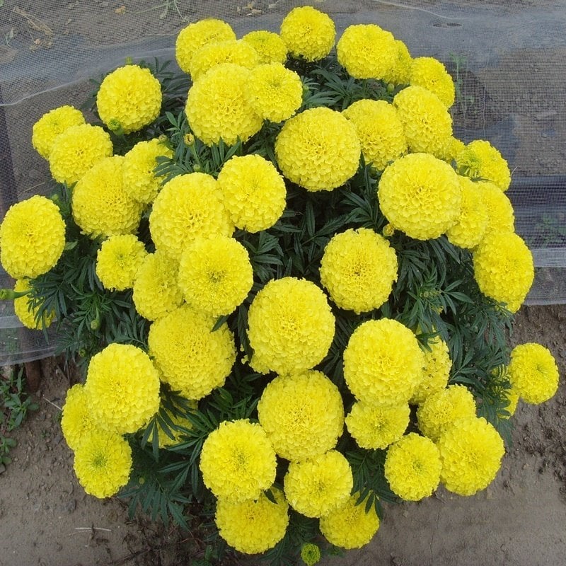 Yellow Calypso Sarı İri Kafa Kadife Çiçeği Fidesi (3 adet)
