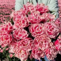 Queensland Fırfırlı Lale Soğanı (4 Soğan) Özel Çeşit